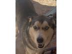 Adopt Skye a White - with Gray or Silver Husky / Cairn Terrier dog in San Tan