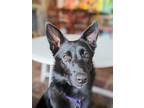 Adopt Bear a Black - with White Belgian Malinois / Mixed dog in Gladstone