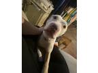 Adopt Princess a Brown/Chocolate - with White American Pit Bull Terrier / Mixed