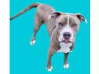 Adopt Chappo a Brown/Chocolate American Pit Bull Terrier / Mixed dog in