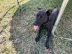 Adopt Sophie a Black American Pit Bull Terrier / Mixed dog in Middleburg