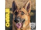 Adopt Charlie a Brown/Chocolate German Shepherd Dog / Mixed dog in Belleville