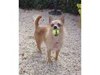 Adopt Charlie Girl - 11 pounds a Yorkshire Terrier, Cairn Terrier
