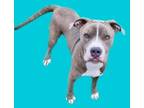 Adopt Chappo a Pit Bull Terrier, Mixed Breed