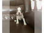 Boston Terrier PUPPY FOR SALE ADN-562545 - Boston terriers