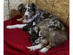 Australian Shepherd PUPPY FOR SALE ADN-562909 - ASDR Aussie Puppies
