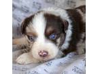 Australian Shepherd Puppy for sale in Fresno, CA, USA