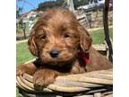 Mutt Puppy for sale in San Diego, CA, USA