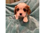 Cavalier King Charles Spaniel Puppy for sale in Salisbury, MA, USA