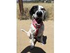 Adopt Wilson a White - with Black Dalmatian / Mixed dog in Santa Ana