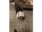 Adopt Baxter a Tricolor (Tan/Brown & Black & White) Beagle / Mixed dog in Erie