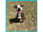 Adopt Ulyssa a Black American Pit Bull Terrier / Mixed dog in Bartlesville
