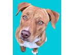 Adopt Chika a Brown/Chocolate American Pit Bull Terrier / Mixed dog in