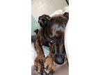Adopt Ace a Brown/Chocolate Dachshund dog in Aurora, CO (37464246)