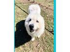 Adopt Fluffles a White Great Pyrenees / Mixed dog in Bartlesville, OK (37464021)