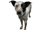 Adopt Sugarsmile a Black Australian Cattle Dog / Mixed dog in Bartlesville