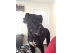 Adopt Esmeralda a Black - with White Great Dane / Mixed dog in Newport