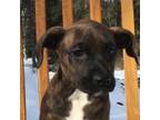 Adopt Izzy a Brindle - with White Boxer / Belgian Malinois / Mixed dog in