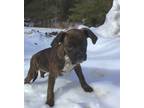 Adopt Dolly a Brindle - with White Boxer / Belgian Malinois / Mixed dog in