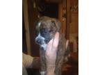 Adopt Calvin a Brindle Boxer / Belgian Malinois / Mixed dog in Bancroft