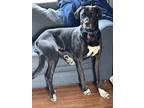 Adopt Walter a Black - with White Great Dane / Anatolian Shepherd / Mixed dog in