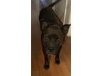 Adopt Max a Black - with White American Pit Bull Terrier / Boxer / Mixed dog in