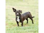 Adopt Blue 12594 a Black Hound (Unknown Type) / Dachshund / Mixed dog in