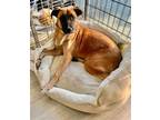 Adopt Navi a Tan/Yellow/Fawn Black Mouth Cur / Hound (Unknown Type) / Mixed dog