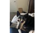 Adopt Sissie a Black - with Tan, Yellow or Fawn Australian Cattle Dog / Mixed