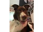 Adopt Jasper a Brown/Chocolate - with White American Pit Bull Terrier / Border