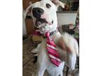 Adopt Dale a White - with Gray or Silver Boxer / Dachshund / Mixed dog in