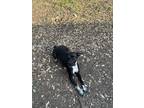 Adopt Nova a Black - with White German Shorthaired Pointer / Boston Terrier /