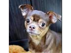 Missy Chihuahua Adult Female