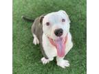 Adopt Dapper Dan a Pit Bull Terrier, Basset Hound