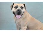 Adopt MARLEY a Black Mouth Cur, Mixed Breed