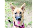 Adopt Shawnee a German Shepherd Dog