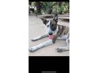 Adopt Willow a Catahoula Leopard Dog