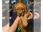 Golden Retriever PUPPY FOR SALE ADN-563274 - Sweet Golden Retriever Puppies