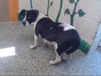 Adopt JESSICA a Pit Bull Terrier, Basset Hound