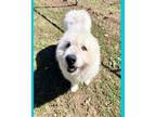 Adopt Fluffles a Great Pyrenees, Mixed Breed