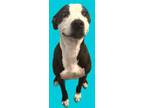 Adopt Ulyssa a Pit Bull Terrier, Mixed Breed