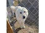 Adopt Noel ATX a Great Pyrenees
