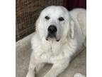 Adopt St. Nick ATX a Great Pyrenees