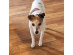 Adopt Kibble a Jack Russell Terrier
