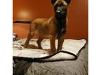 Belgian Malinois Puppy for sale in West Union, OH, USA