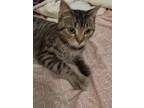 Adopt Mister a Tiger Striped RagaMuffin / Mixed (short coat) cat in Tylertown