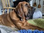 Adopt Waylon a Brown/Chocolate Bloodhound / Mixed dog in Red Banks