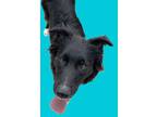 Adopt Shadow a Black Border Collie / Mixed dog in Bartlesville, OK (34928828)