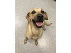 Adopt Oliver a Tan/Yellow/Fawn Black Mouth Cur / Mixed dog in Key West