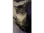 Adopt Max a Tiger Striped American Shorthair / Mixed (short coat) cat in